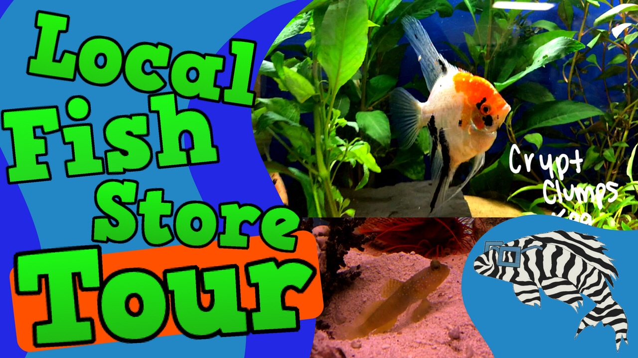 Local Fish Store Tour! Monfort Aquarium and Pets