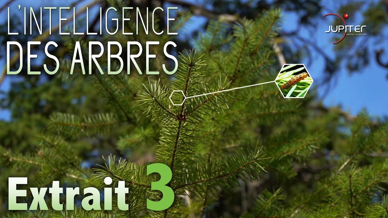 L'Intelligence des Arbres // Extrait 03 // VF