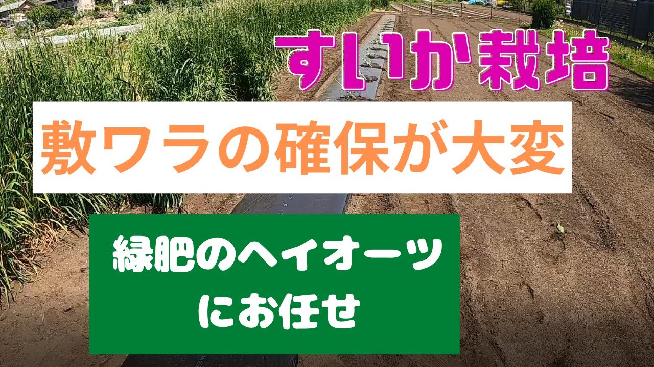 スイカ栽培とヘイオーツ