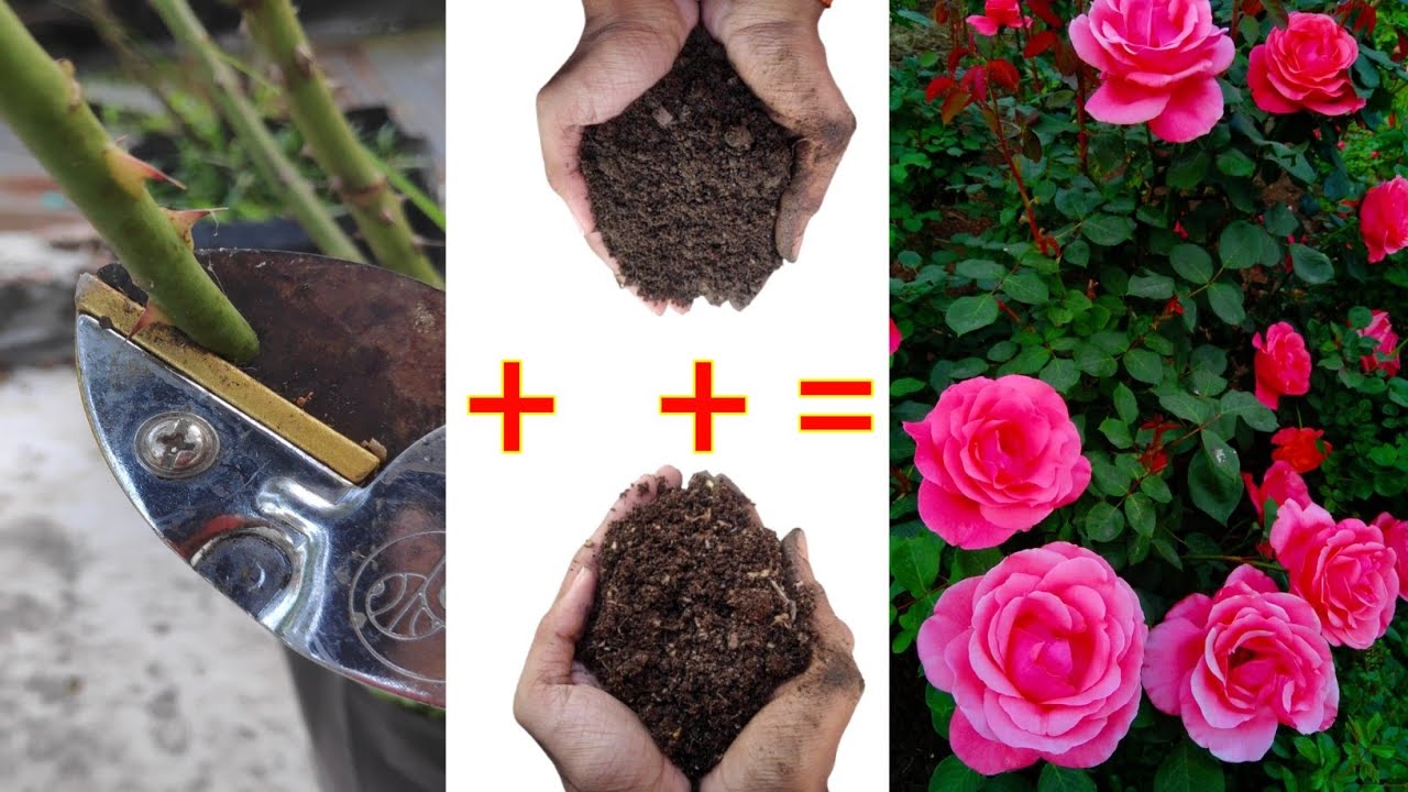 Rose Plant Special October-November Care For Lots Of Flowers (IN HINDI)Rose Plant Care Before Winter
