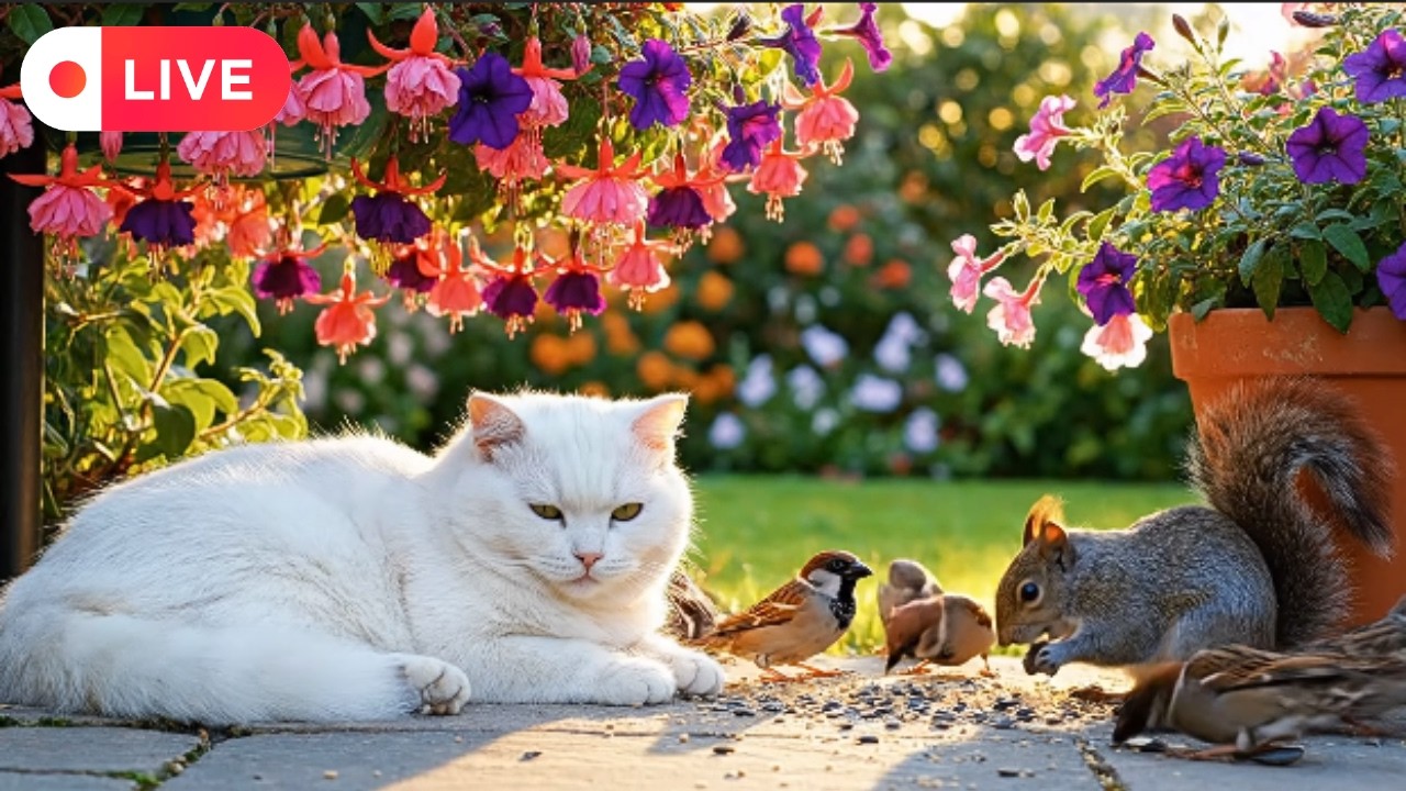 Cat TV for Cats 🐾 Relaxing Nature 🌿 Birds 🕊️ Squirrels 🐿️ Peaceful Ambience 🎶