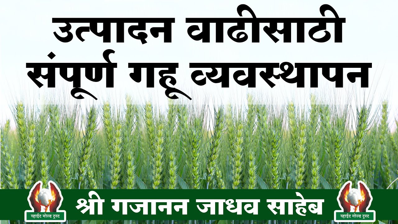 उत्पादन वाढीसाठी संपूर्ण गहू व्यवस्थापन - श्री गजानन जाधव सर