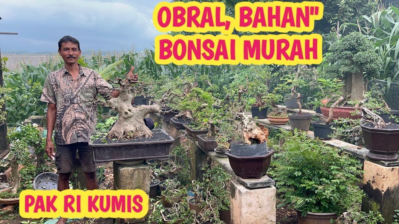 OBRAL‼️BAHAN BONSAI MURAH,AMBIL BORONG MAKIN MURAH📞 0823-3399-2822 @JeckpaeyBonsai91 