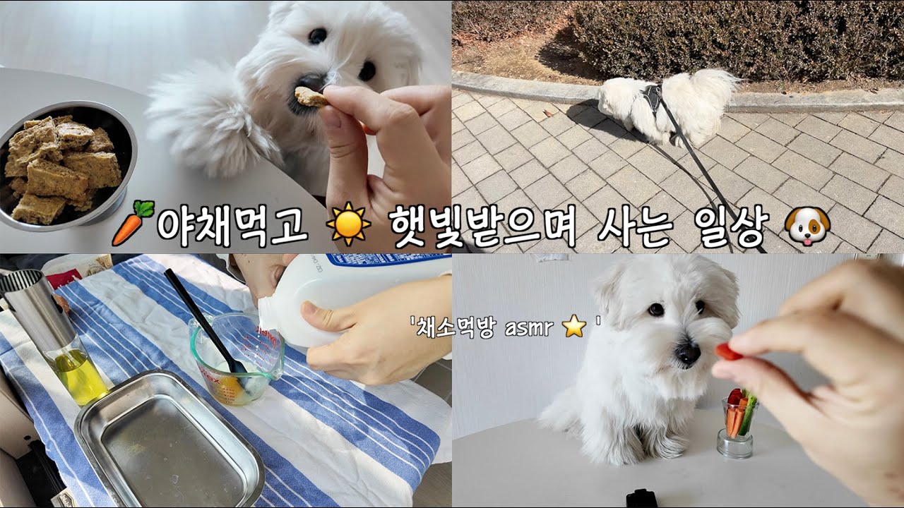 과자 구워먹고 🍪채소 먹는 인생 🐶 | 가나디 브이로그 