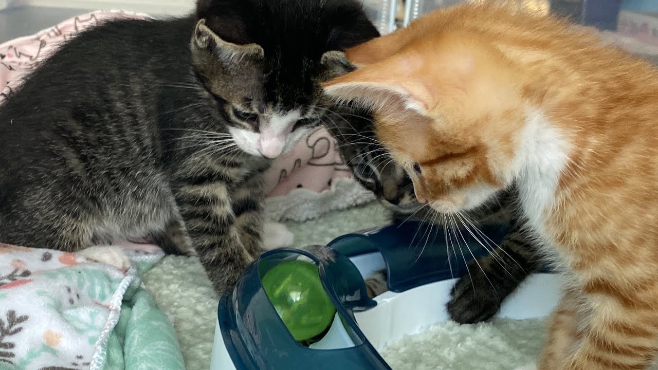 Kittens Try To Figure Out New Toy 😂
