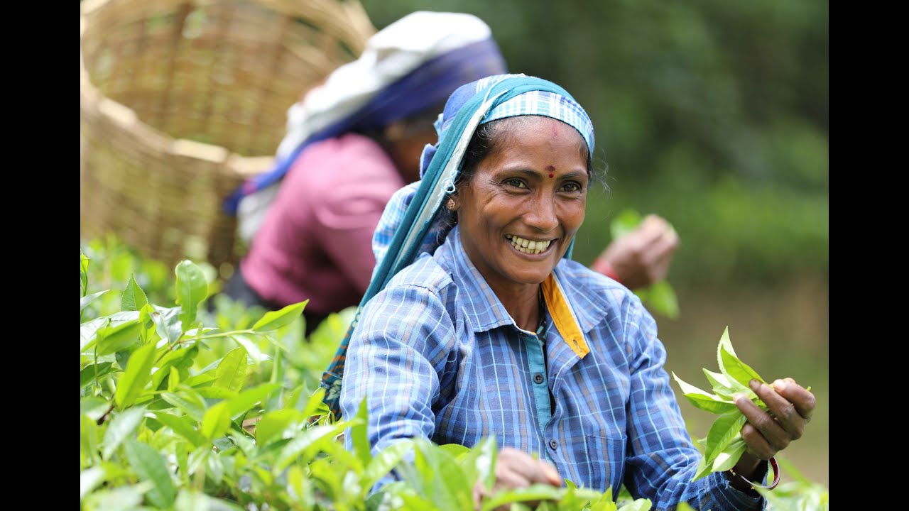 THE STORY BEHIND YOUR MORNING TEA-  Fairtrade Premium Impact Film feat. Idulgashinne Bio Tea Garden