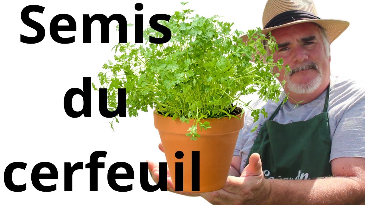 Le Cerfeuil de Grand-Mère. Les Astuces de Semis de Cerfeuil Transmises par Ma Grand-Mère