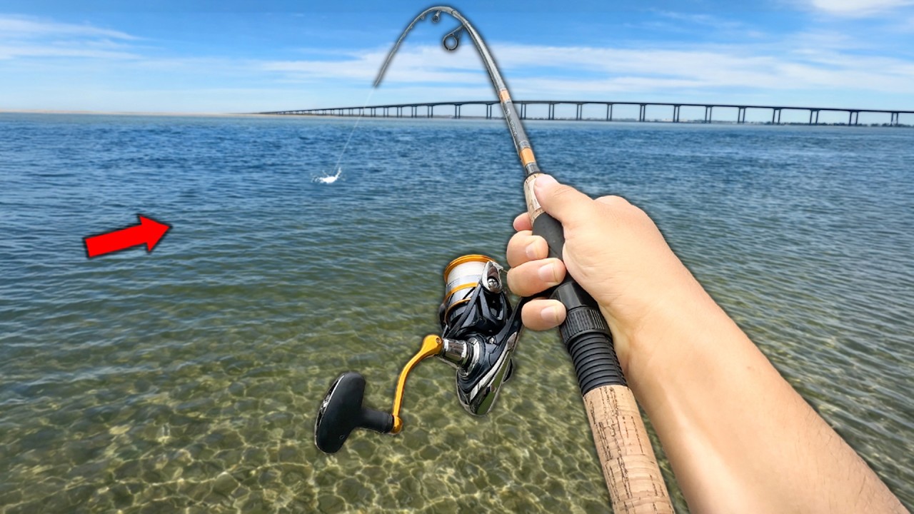 I Found a FEEDING FRENZY.. (Wade Fishing)