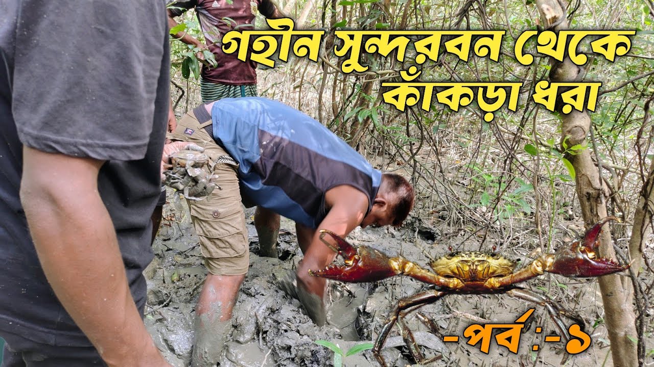 গহীন সুন্দরবন থেকে কাঁকড়া ধরা -পর্ব ১ । Crab Hunting in Deep Sundarbans -part 1.