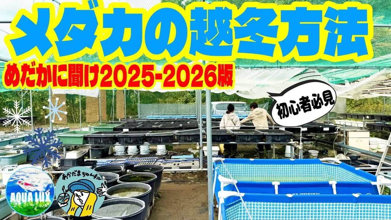 【メダカ】めだかの越冬方法2025から2026版！（メダカ屋さんに聞く！冬越しの基本！こうすれば大丈夫）