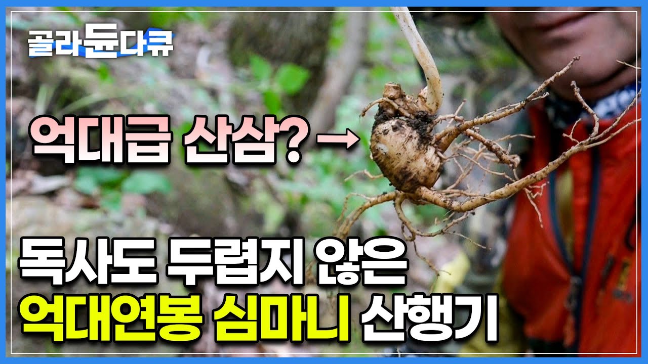 열 뿌리만 찾아도 아파트 한 채는 살 수 있다는 산삼 캐는 사람들│한국에서 나온 세계 최고가 산삼│산삼 찾다가 독사 마주치는 건 일상이라는 심마니│극한직업│#골라듄다큐