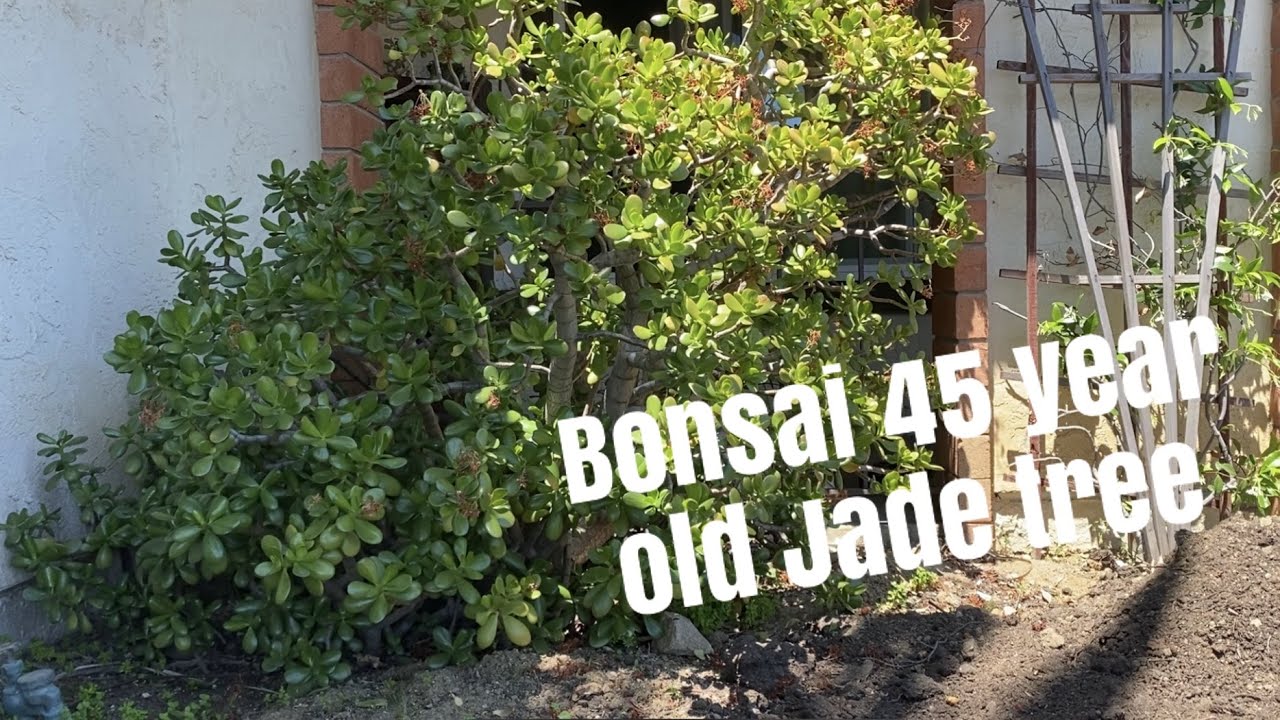 Turning an Overgrown Jade into a Bonsai Tree