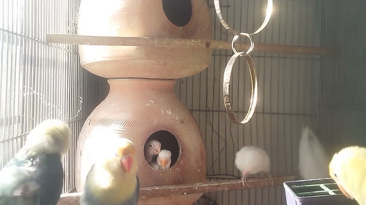 Lucky Lovebirds daily amazing moments forever 🥳🦜🐦🕊️