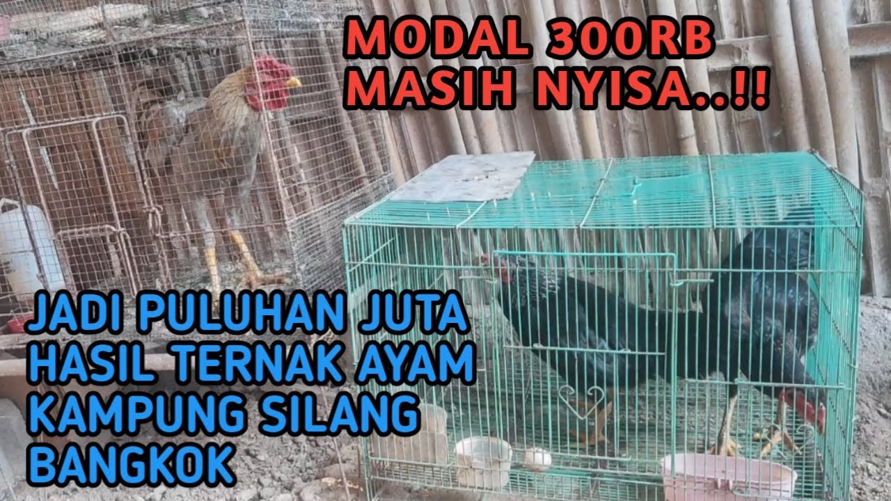 CARA TERBAIK TERNAK AYAM KAMPUNG SILANG BANGKOK MEMILIH INDUK PRODUKTIF | Ternak Ayam Kampung