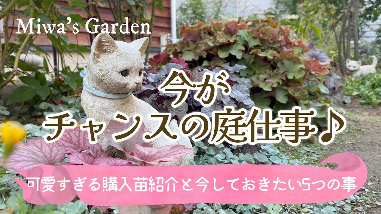 【ガーデニング🌸３月の庭仕事】急ごう♪今しておきたい事５選！剪定・鉢増し・植付け他【可愛すぎる宿根草🌺購入苗の紹介】