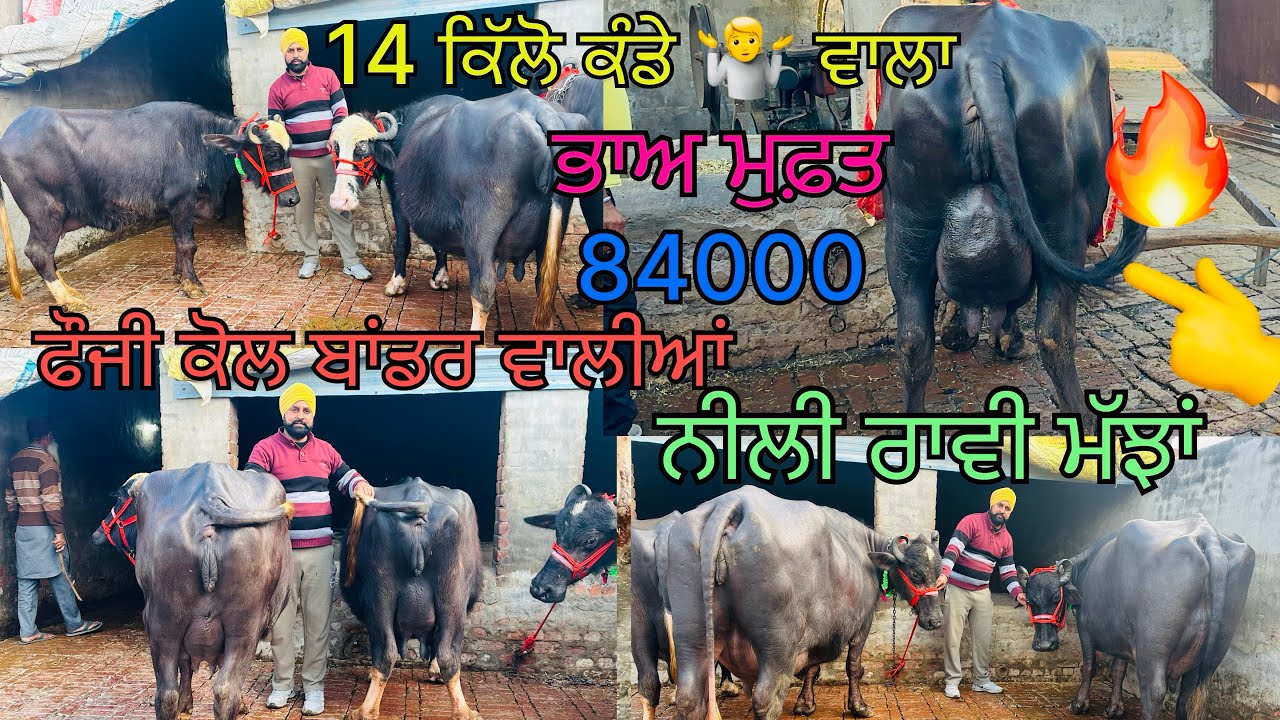 #new #video #baffalo # 31/1/25 ਫੋਨ 📞 9914670581 ਫੌਜੀ ਸਾਬ ਲੈ ਆਇਆ ਨੀਲੀ ਰਾਵੀ ਤੇ ਮੋਹਰਾ ਨਸਲ ਦੀਆਂ ਮੱਝਾਂ 🔥