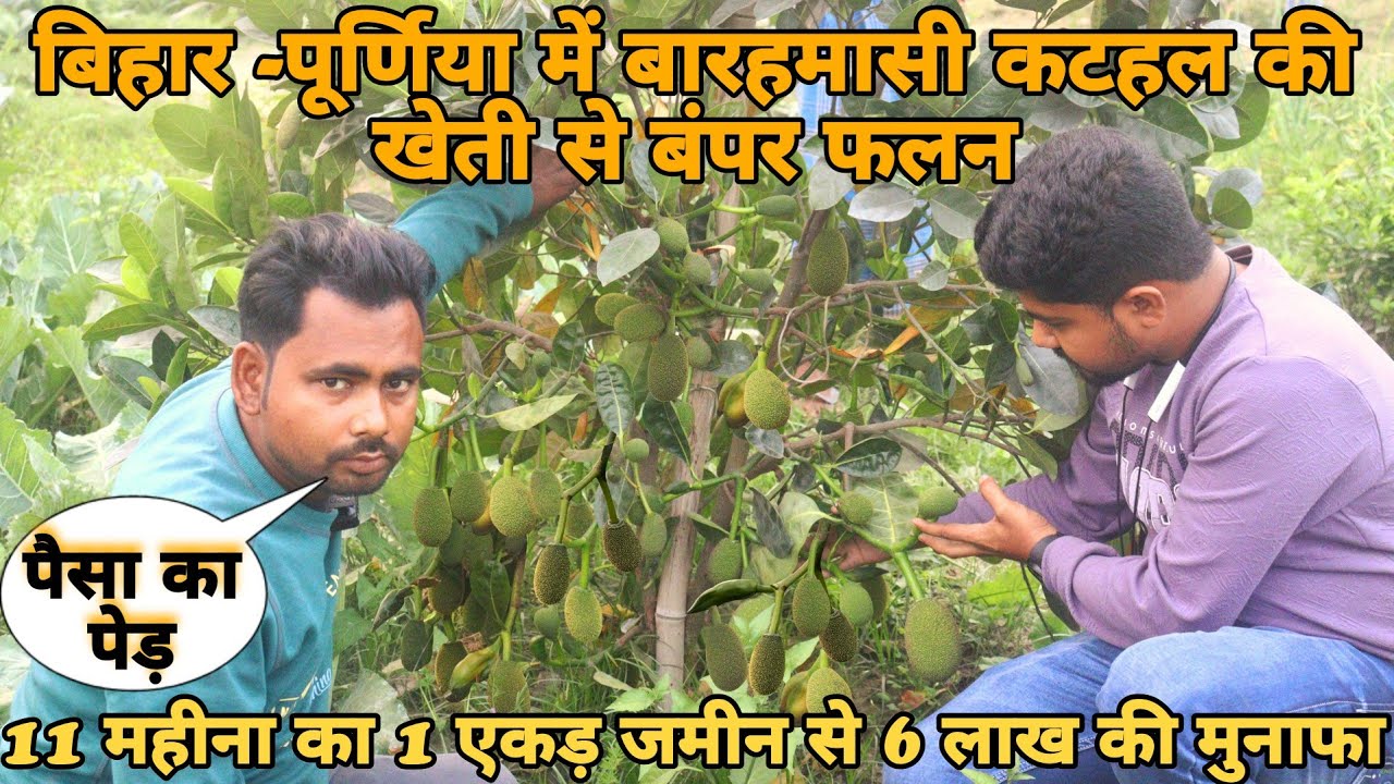 बारहमासी कटहल की खेती से पहले साल लाखों रुपए की कमाई || Vietnam jackfruit farming in Purnia, Bihar.