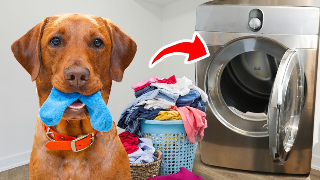 I Actually Trained my Dog to Clean my Room