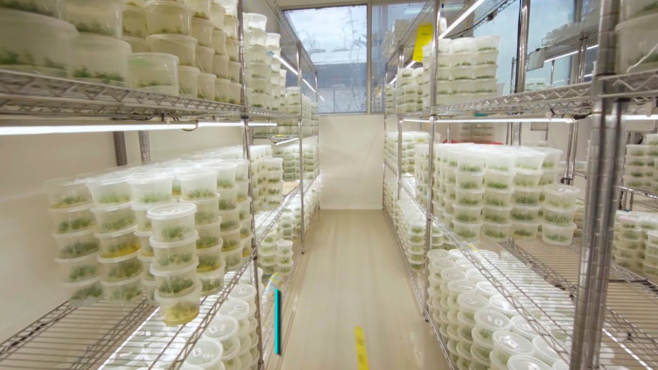 Botanical Solutions, la startup chilena que aprovecha los beneficios del Quillay || UPS