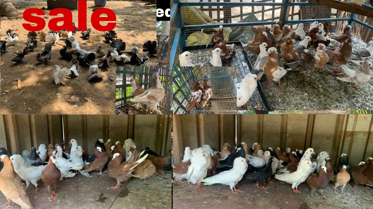 QSR FARM per finally 150 pigeons aagye #qsrpigeonfarm mumbra shillphata