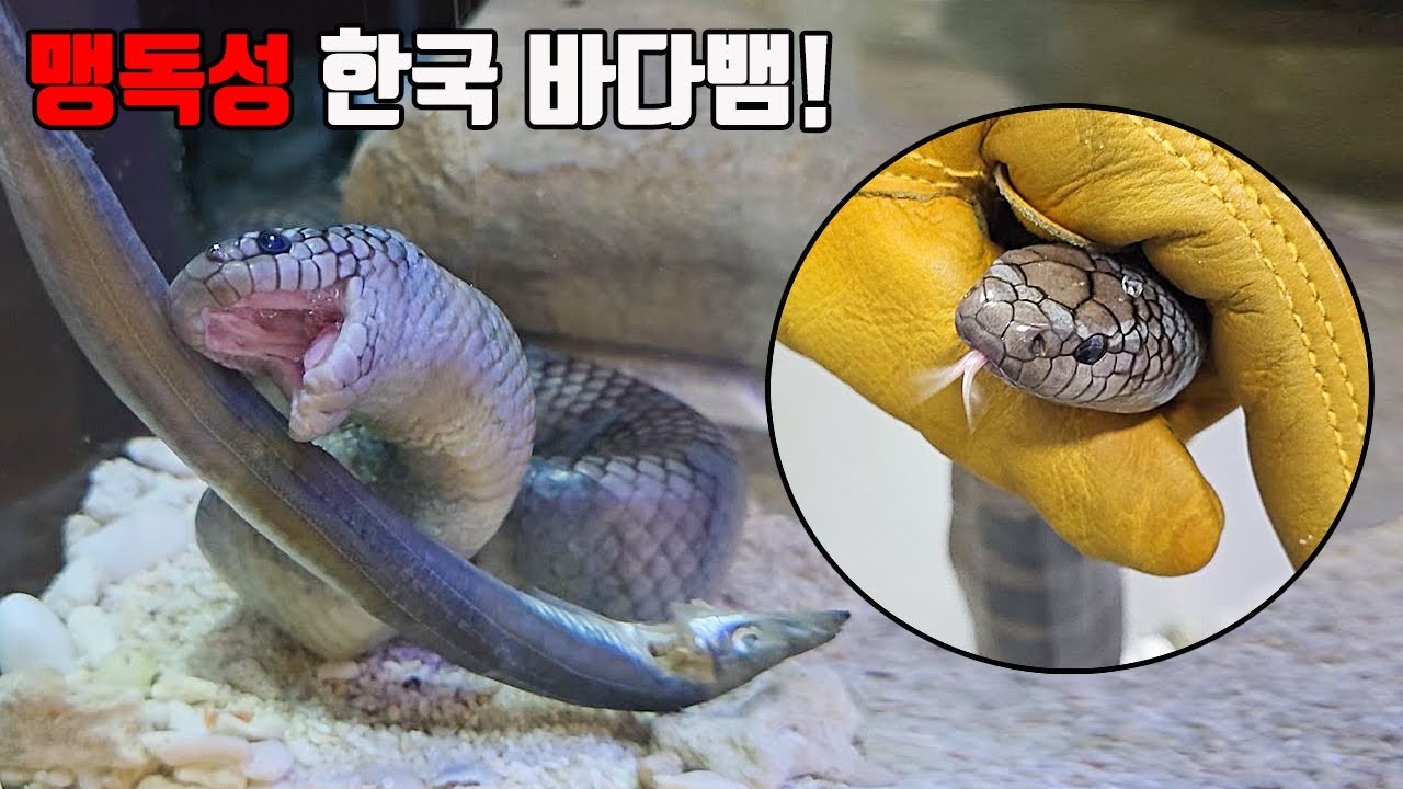 ※실제 제주도에서 잡힌 국산 맹독성 바다뱀입니다! 해안가 물놀이시 꼭 주의하세요!!