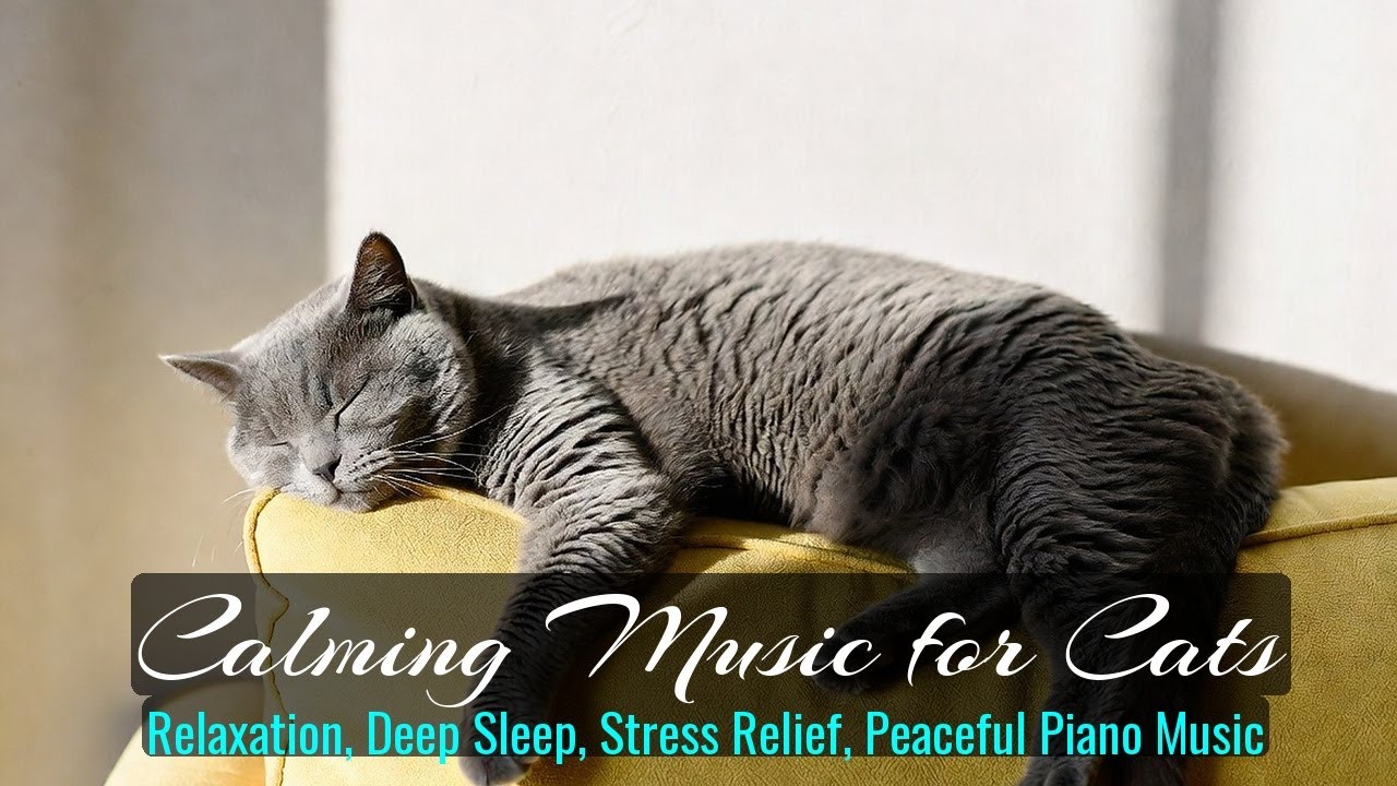 LIVE Cute Kitten Nap Time for Anxiety Relief 💤 | Season 22