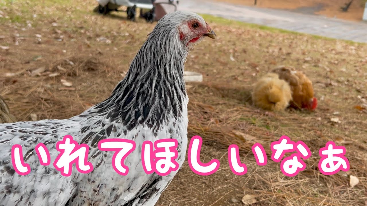 新入りニワトリが怖い姉さんと初めての外の世界へ。それは試練の連続でした