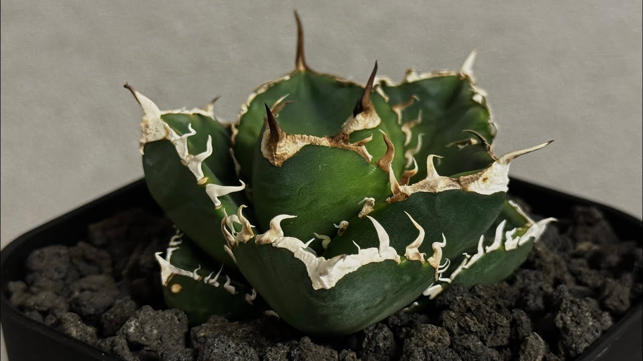 20260119 立可白/SAD(芽）-048｜agave titanota south african diamond