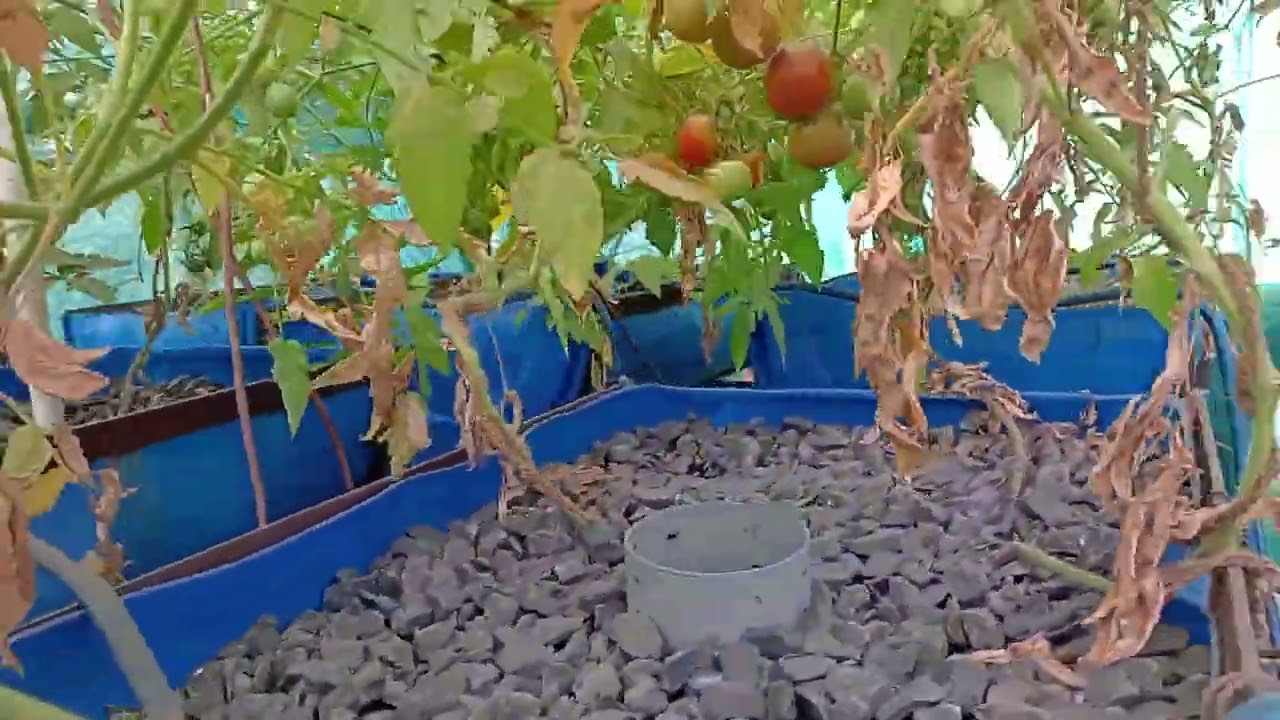 Urbagrow Aquaponics rooftop food garden update 2 nd Feb 2026
