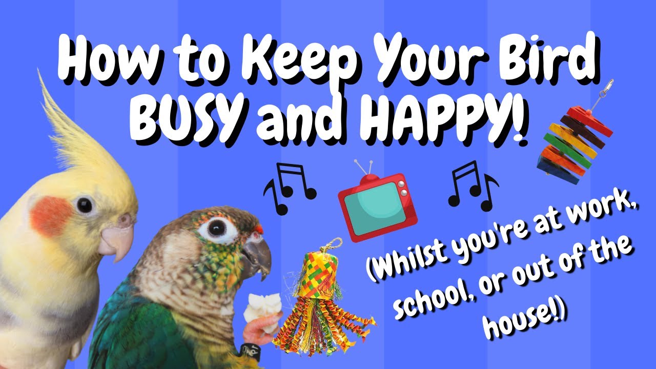 How to Keep Your Bird Busy When You're Out! | BirdNerdSophie