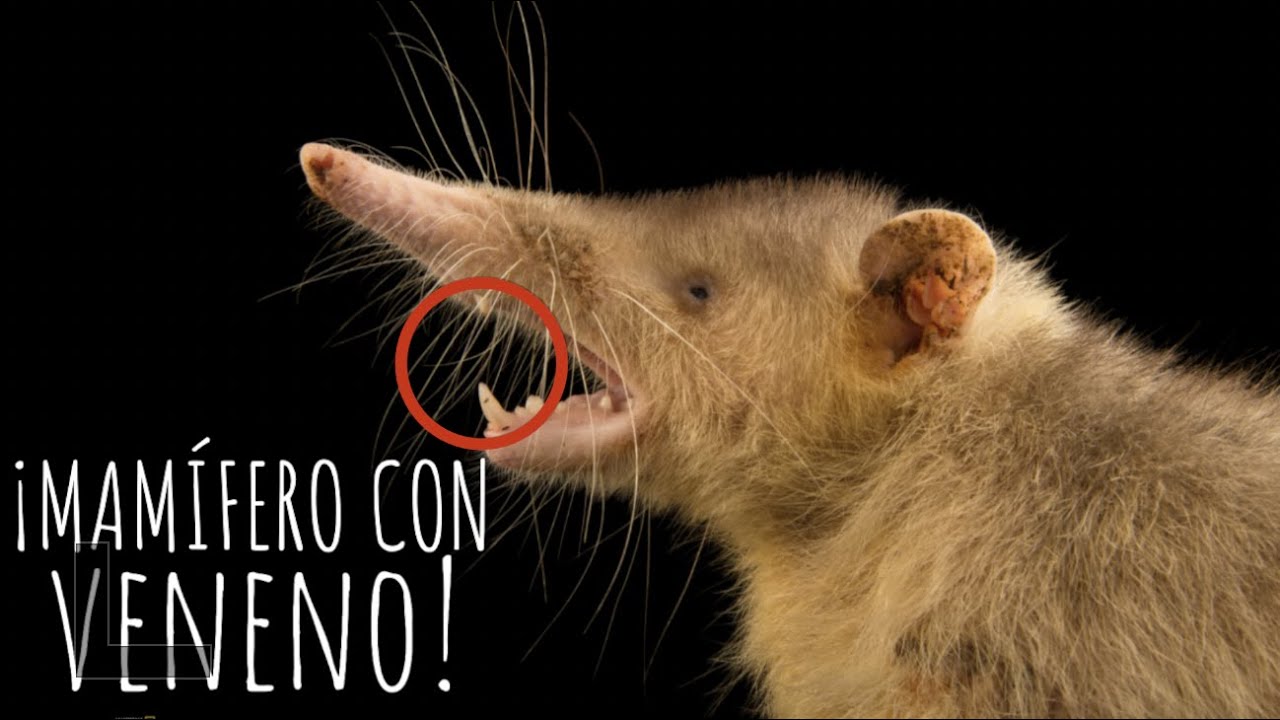 Qu&eacute; Pasa con los Solenodontes