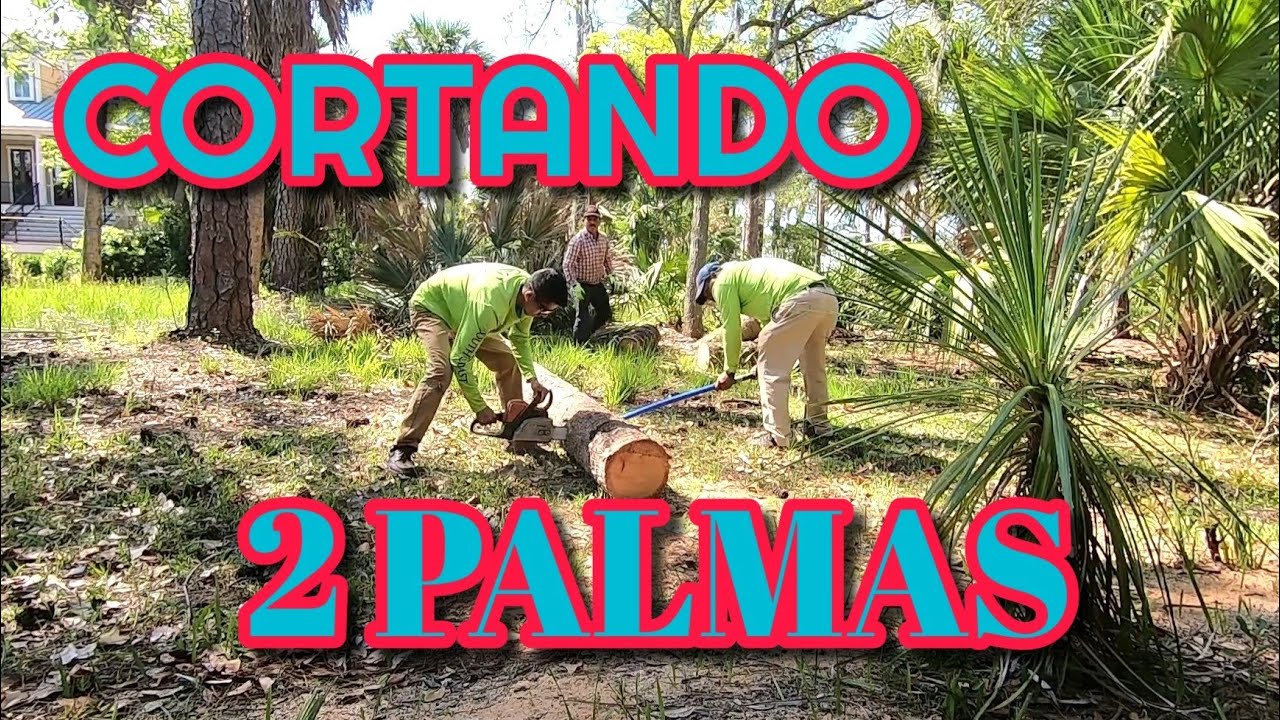 CORTANDO DOS PALMAS