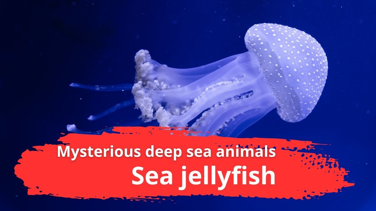 Exploring the World of Jellyfish: Meet the Ocean's Most Enigmatic Creatures