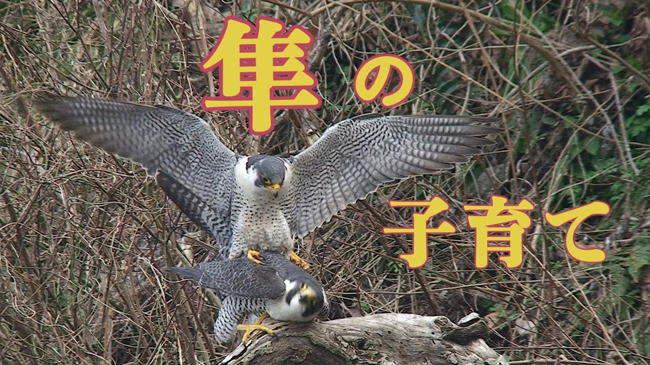 Peregrine'sSpring『隼が子育てを始める時』