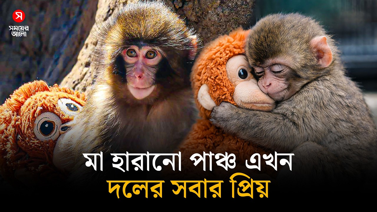 মা হারানো সেই &lsquo;নিঃসঙ্গ&rsquo; পাঞ্চ এখন আর একা নয় | Shomoyer Alo World