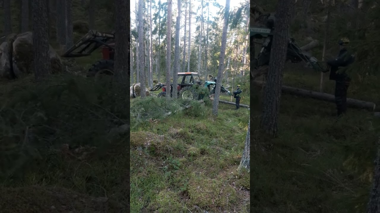Tulka Digrudan 2023 Niab stegmatare