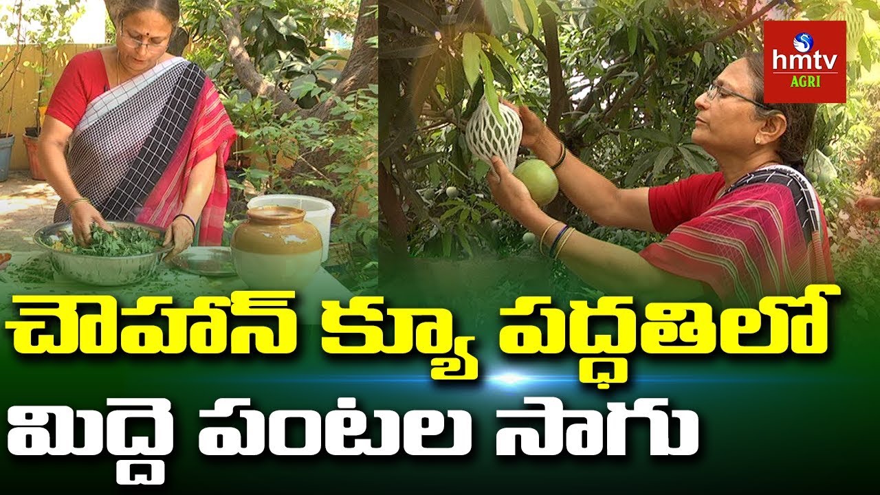 చౌహాన్ క్యూ పద్ధతిలో మిద్దె పంటల సాగు | Pinnaka Padma Terrace Gardening Success Story | hmtv Agri