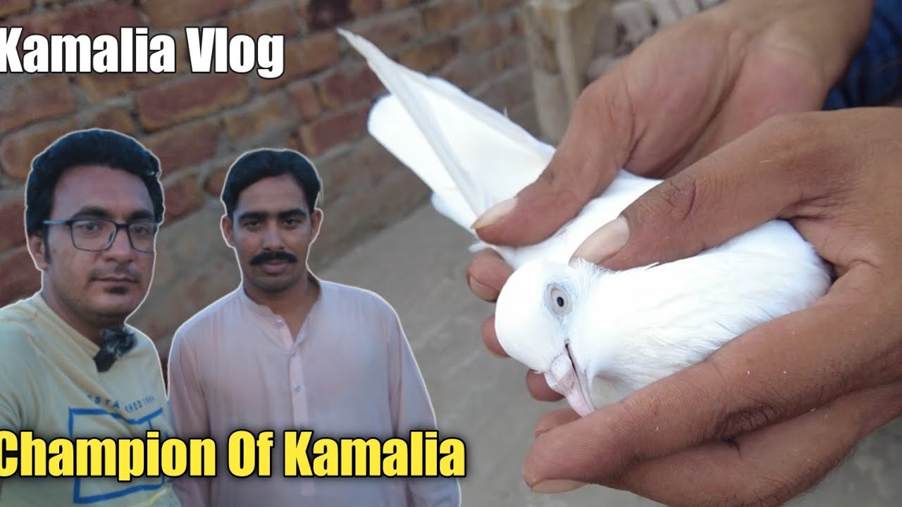 Kabootar Bazi || Champion Of Kamalia Ustad Rana Waseem || Low Flyer Kabootaron Ka Shoq By Wasif