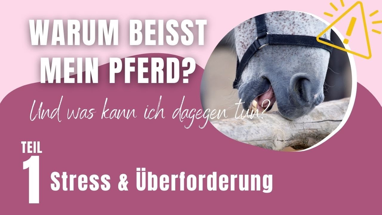 Was kann ich tun, wenn mein Pferd schappt oder beißt? – Teil 1/9