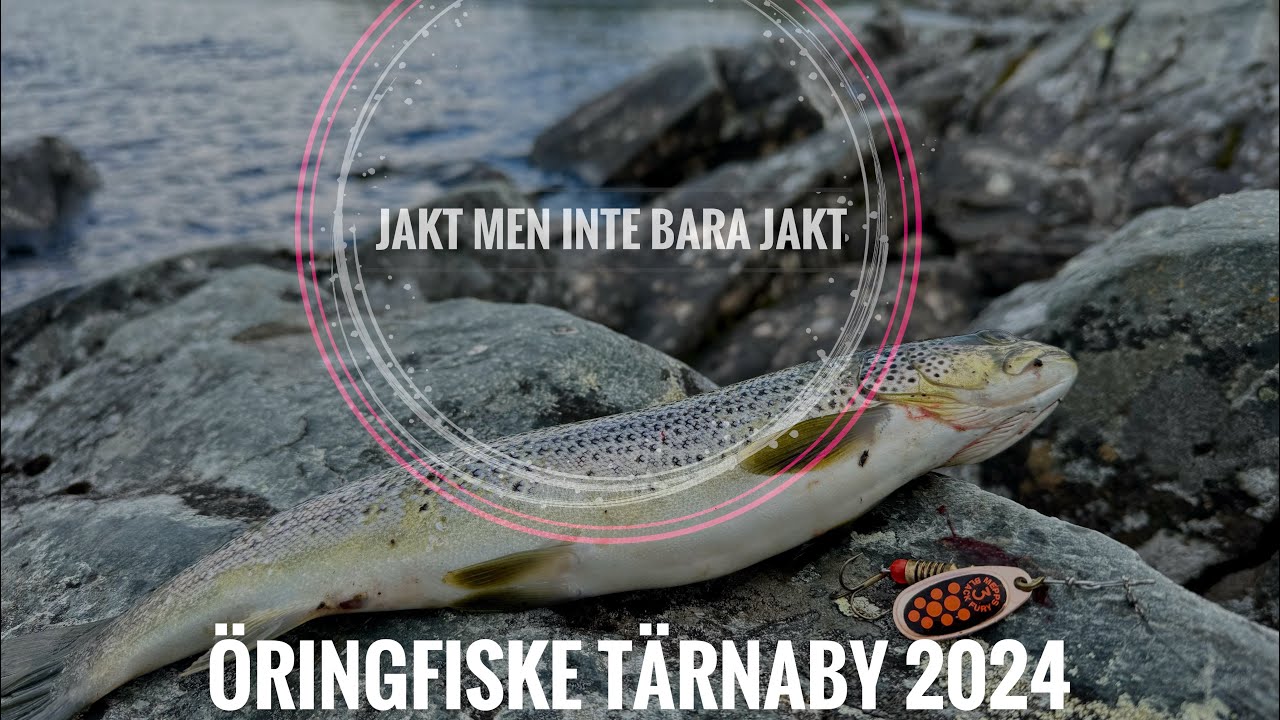 Öringfiske Tärnaby 2024
