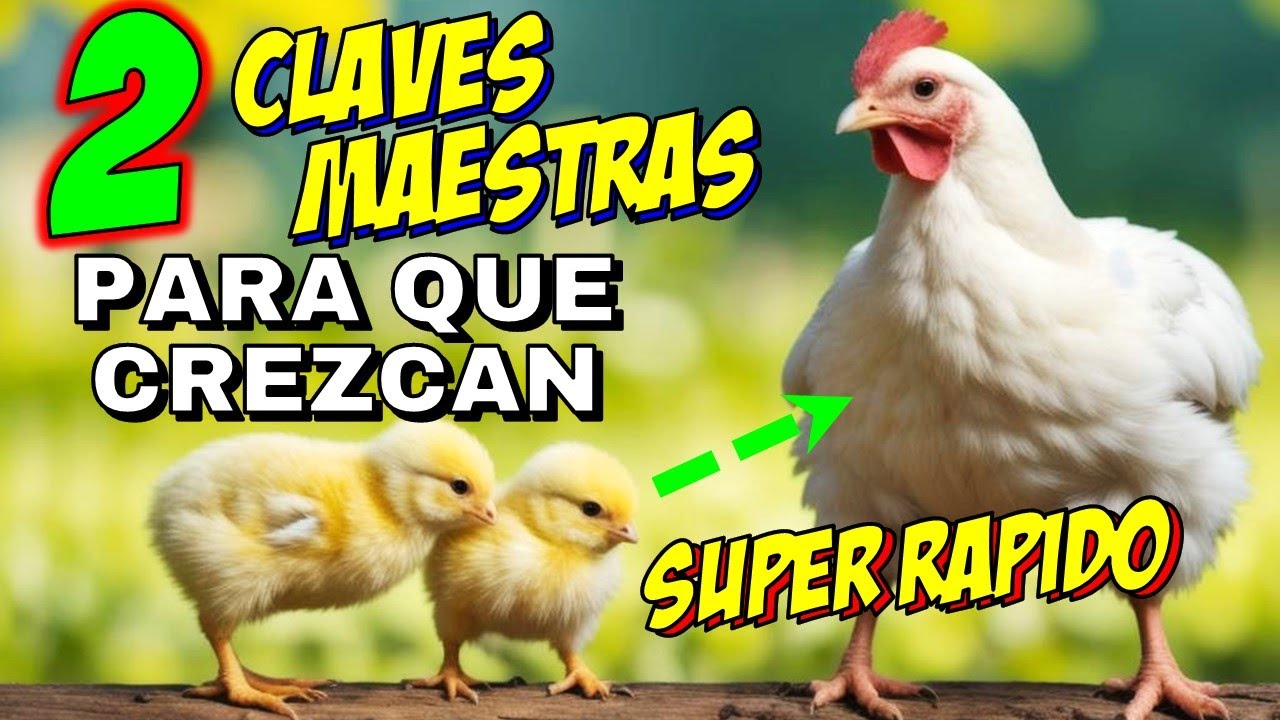 Esto Hace CRECER A Los Pollos de Manera INCREIBLE RAPIDO. 👍🚨YA LO VER&Aacute;S &iexcl;&iexcl;&iexcl;&iexcl;