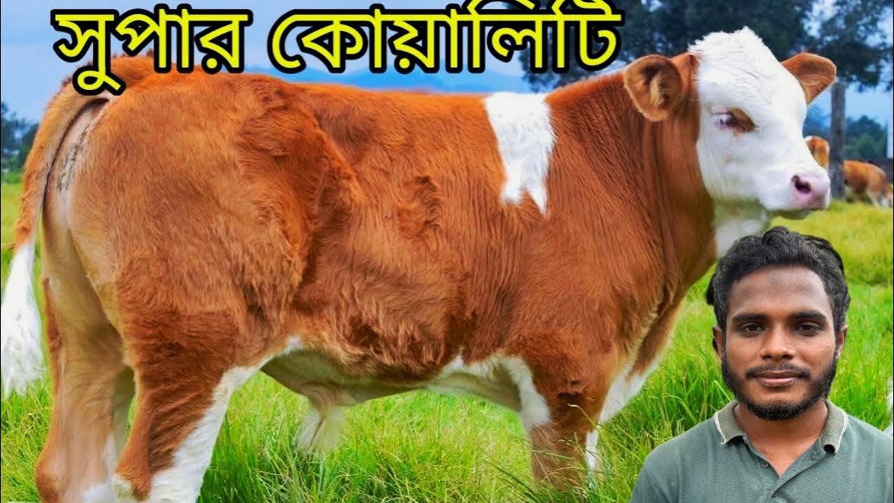 ইমরান ভাইয়ের খামার থেকে সর্বোচ্চ কোয়ালিটির কিছু গরুর কালেকশন দেখুন। অনলাইনে অর্ডার দিয়ে কিনুন