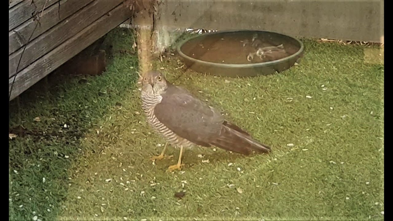 Sperber auf erfolgloser Spatzenjagd - Sparrowhawk on unsuccessful sparrow hunt