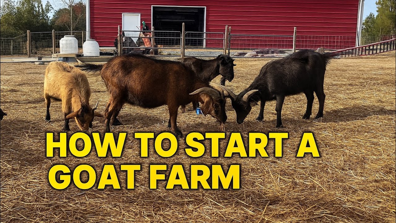 How to Start a Goat Farm (Beginner’s Step-By-Step Guide) 