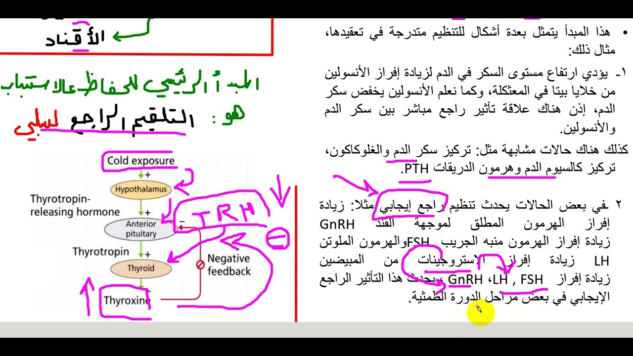 1) فيزيولوجيا الغدد - المقدمة والوطاء - مدخل للغدد 