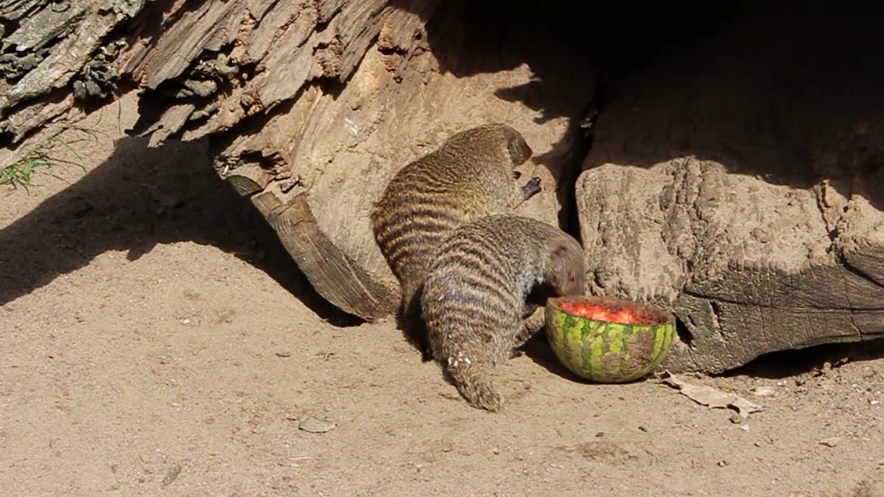 zoo borås 2016