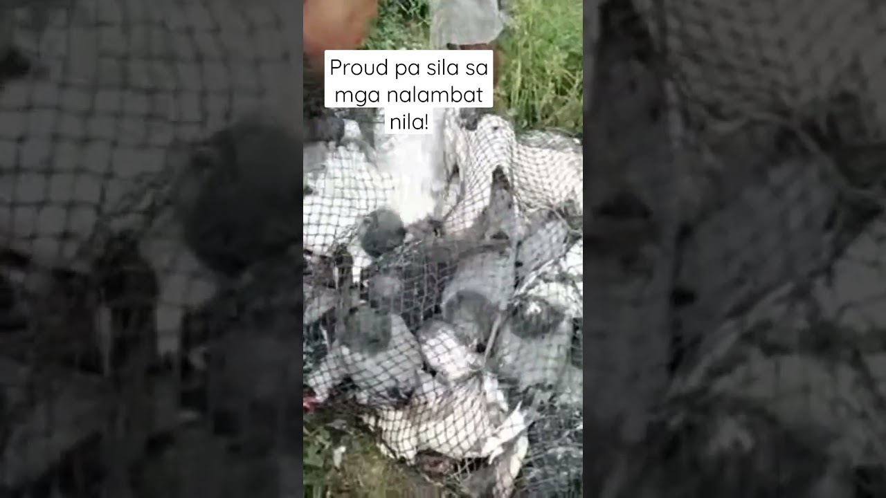MGA NA LAMBAT NA KALAPATI, PERWISYO SA MGA FANCIER! #shortvideo #shorts #pigeonstreetrace