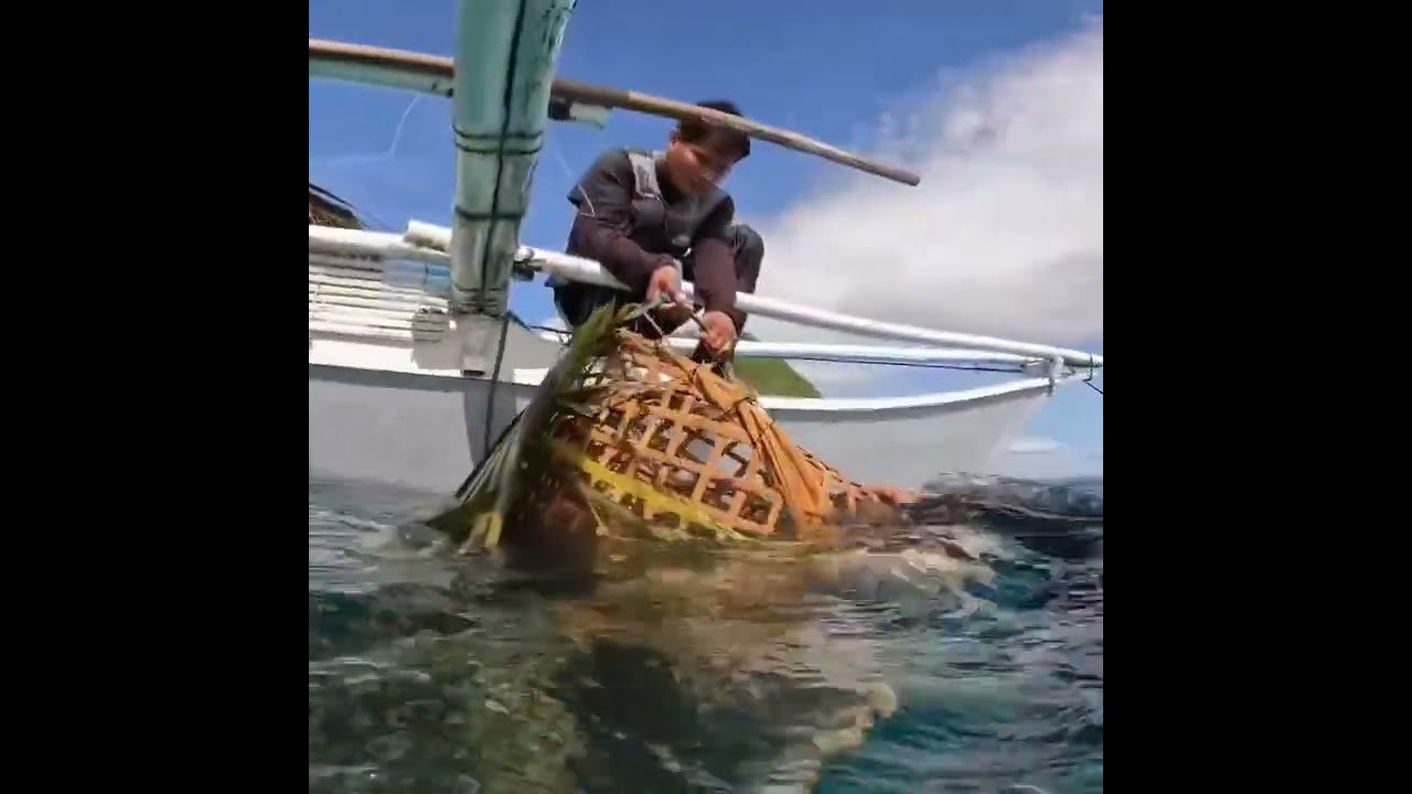 Pasang bubu baru biar ikan krapunya banyak masuk prangkap dan hasil makin banyak