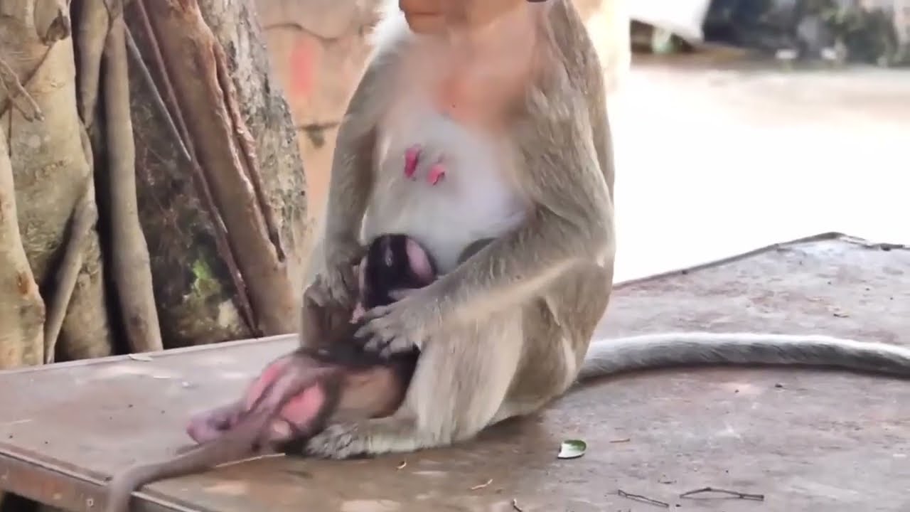 The Bad & The Ugly Compilations About Monkeys