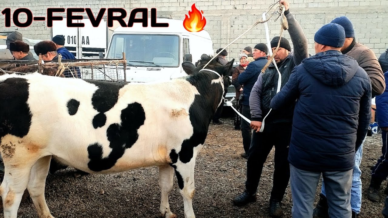 REAL SOTILGAN VA QAYTGAN NARXLARI DO'RMANCHA CHORVA  BOZORIDAN 😱💥